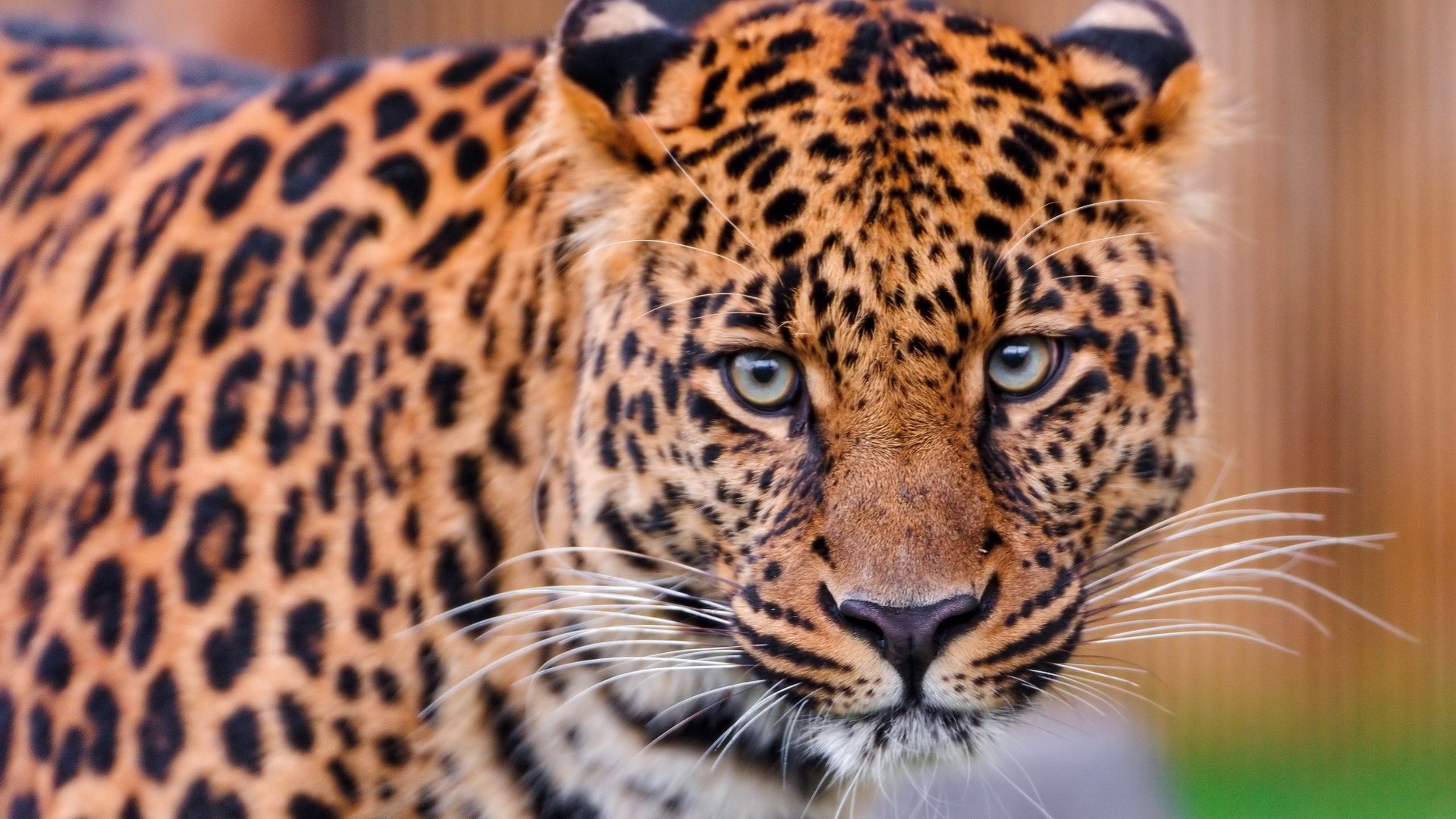 nature, Animals, Leopards Wallpaper