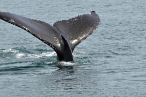 humpback, Whale, Alaska