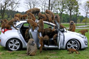 baboons, Monkey, Cars, Animals, Landscape, Trees, Forest