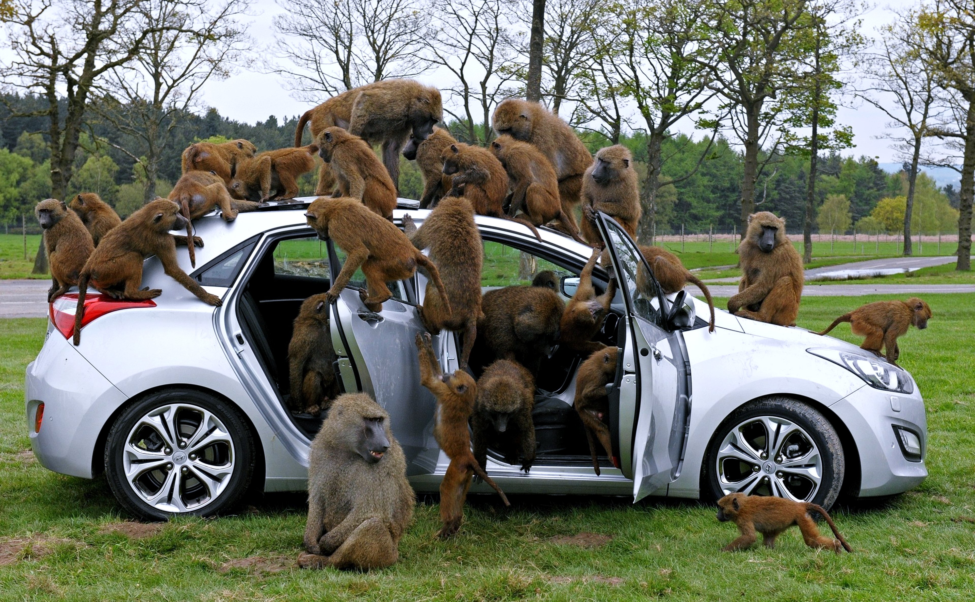 baboons, Monkey, Cars, Animals, Landscape, Trees, Forest Wallpaper