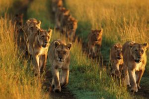 animals, Pride, National, Mara, Lions, Kenya