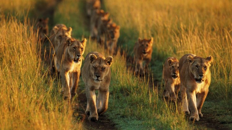 animals, Pride, National, Mara, Lions, Kenya HD Wallpaper Desktop Background