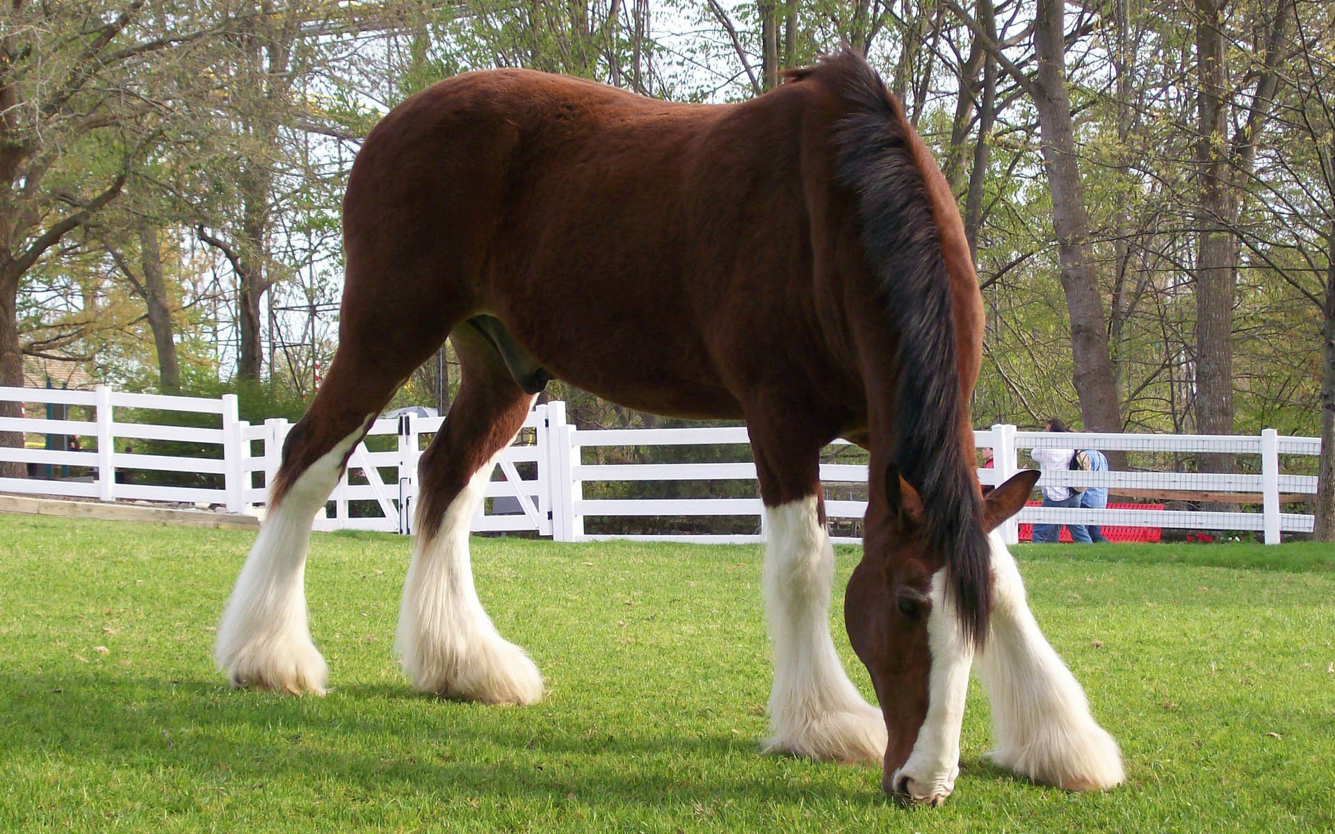 animals, Horses Wallpaper