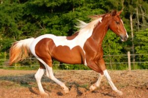 horse, With, White, Spots
