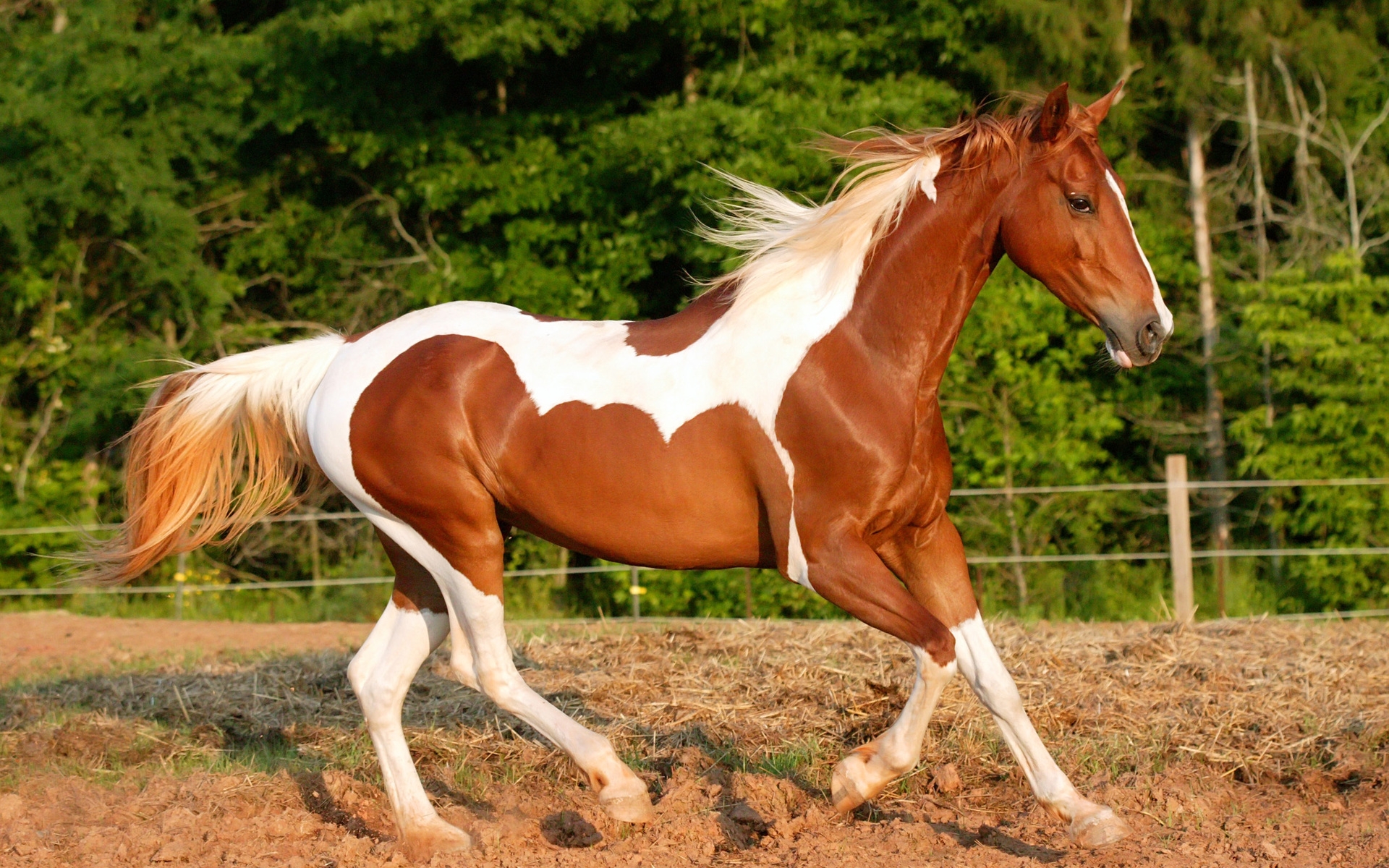 horse, With, White, Spots Wallpaper