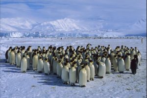 emperor, Penguin, Colony, Cape, Roget, Ross, Sea, Antarctica