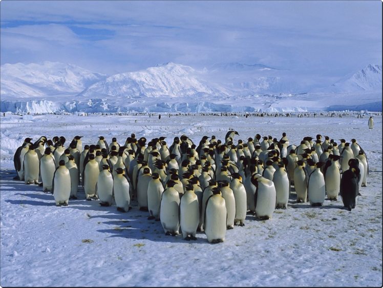 emperor, Penguin, Colony, Cape, Roget, Ross, Sea, Antarctica HD Wallpaper Desktop Background