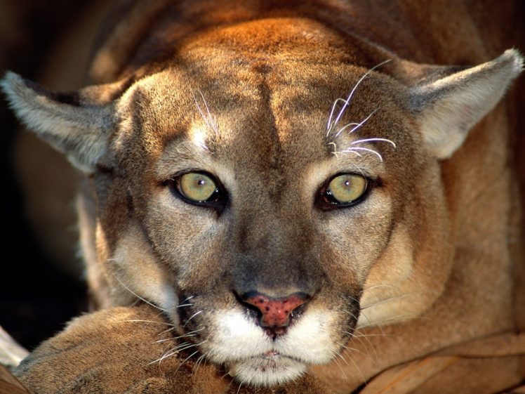 nature, Animals, Puma HD Wallpaper Desktop Background
