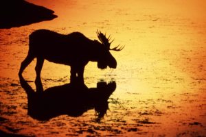 sunset, Animals, Silhouettes, Wyoming, Moose