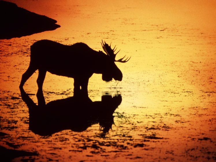 sunset, Animals, Silhouettes, Wyoming, Moose HD Wallpaper Desktop Background