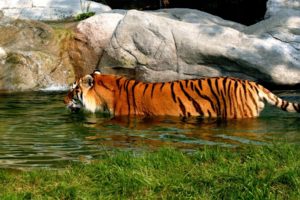 tiger, In, Water