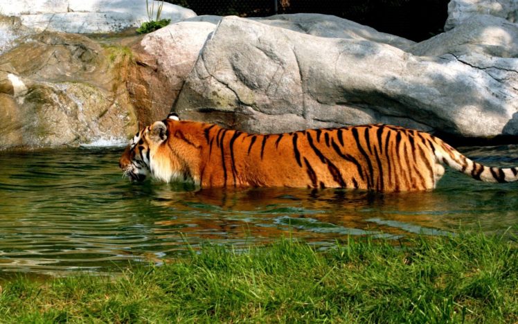 tiger, In, Water HD Wallpaper Desktop Background