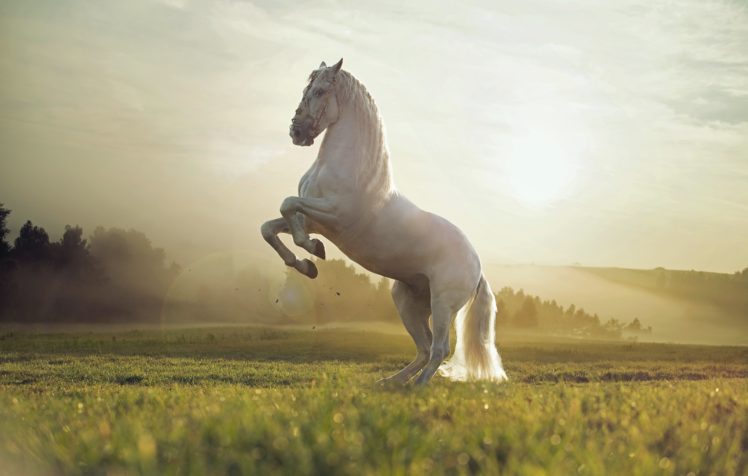 nature, Field, White, Horse, Animal HD Wallpaper Desktop Background