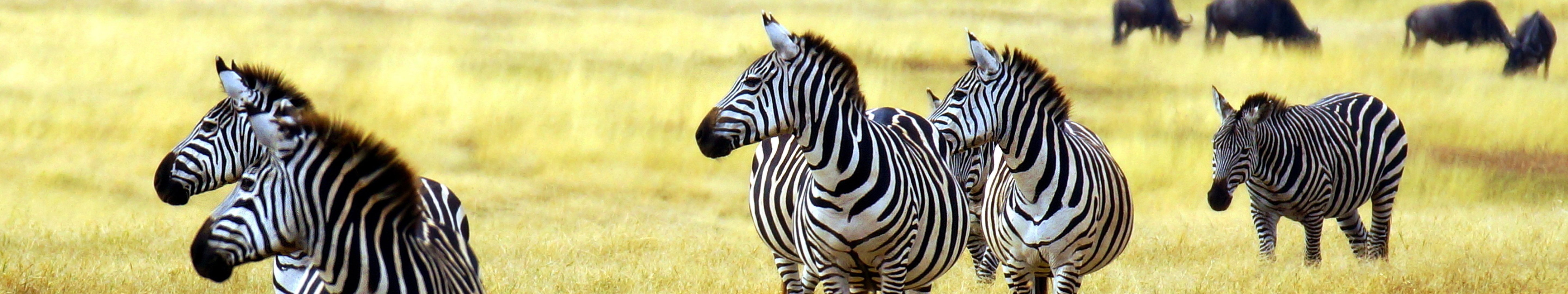 zebre, Zebra Wallpaper