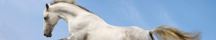 horse HD Wallpaper Desktop Background