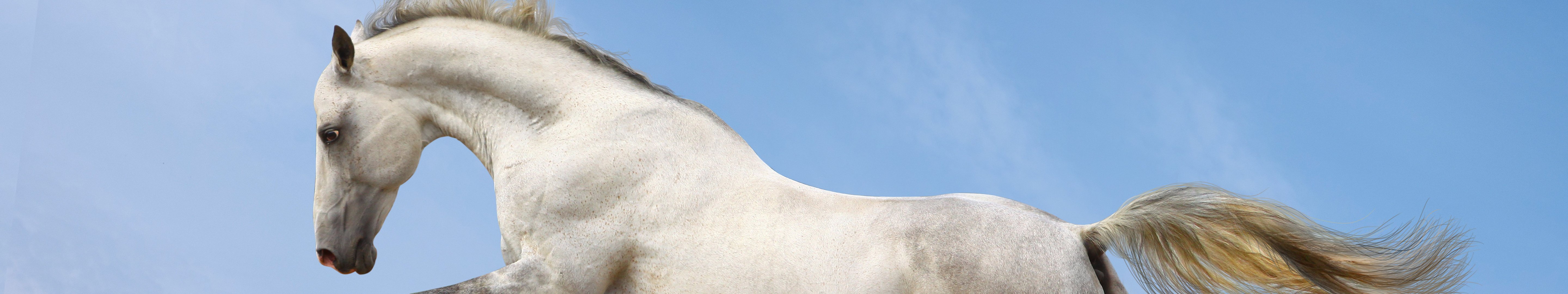 horse Wallpaper