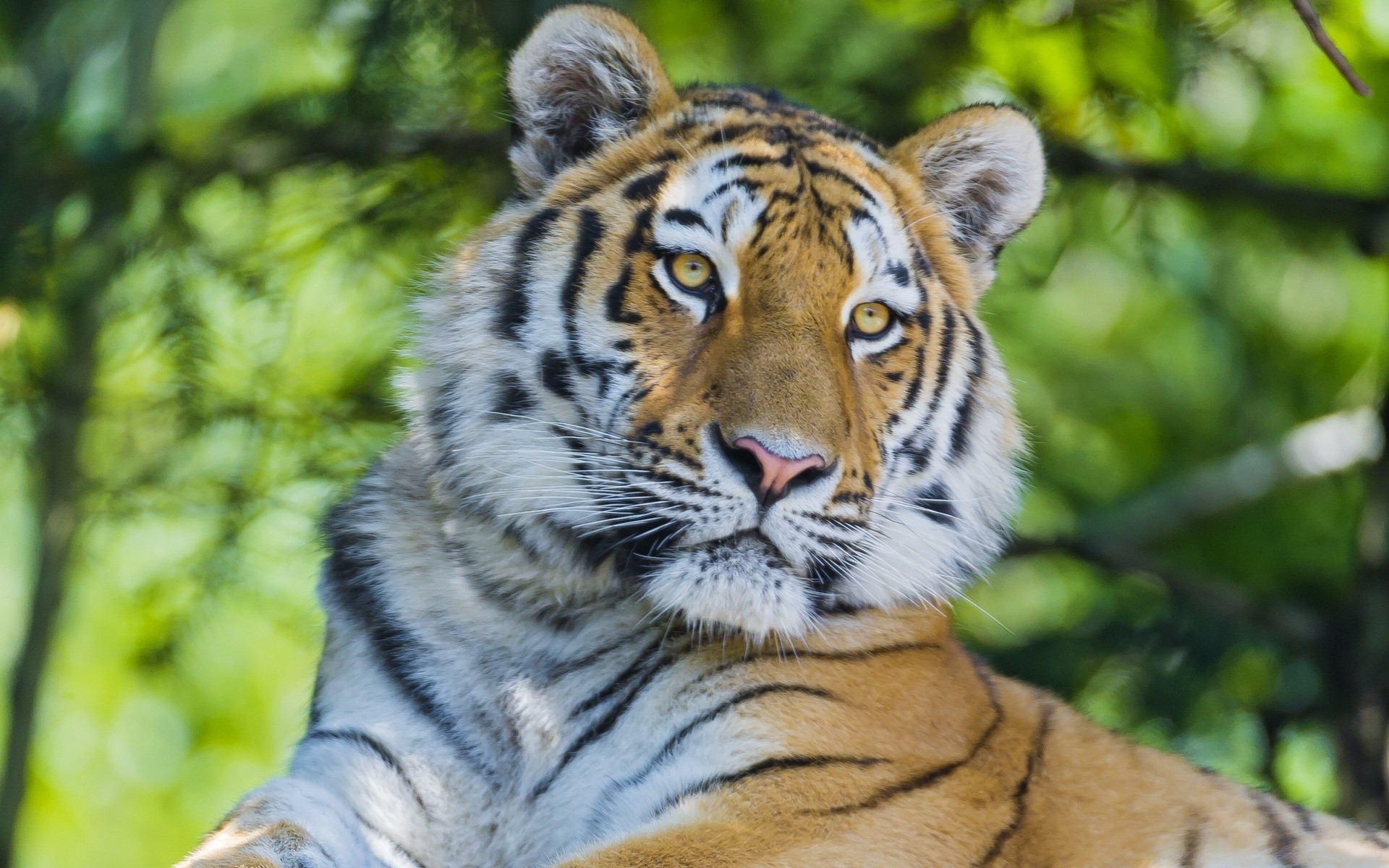 animals, Tigers, Feline Wallpaper