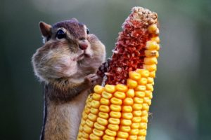chipmunk, Eating, Corn