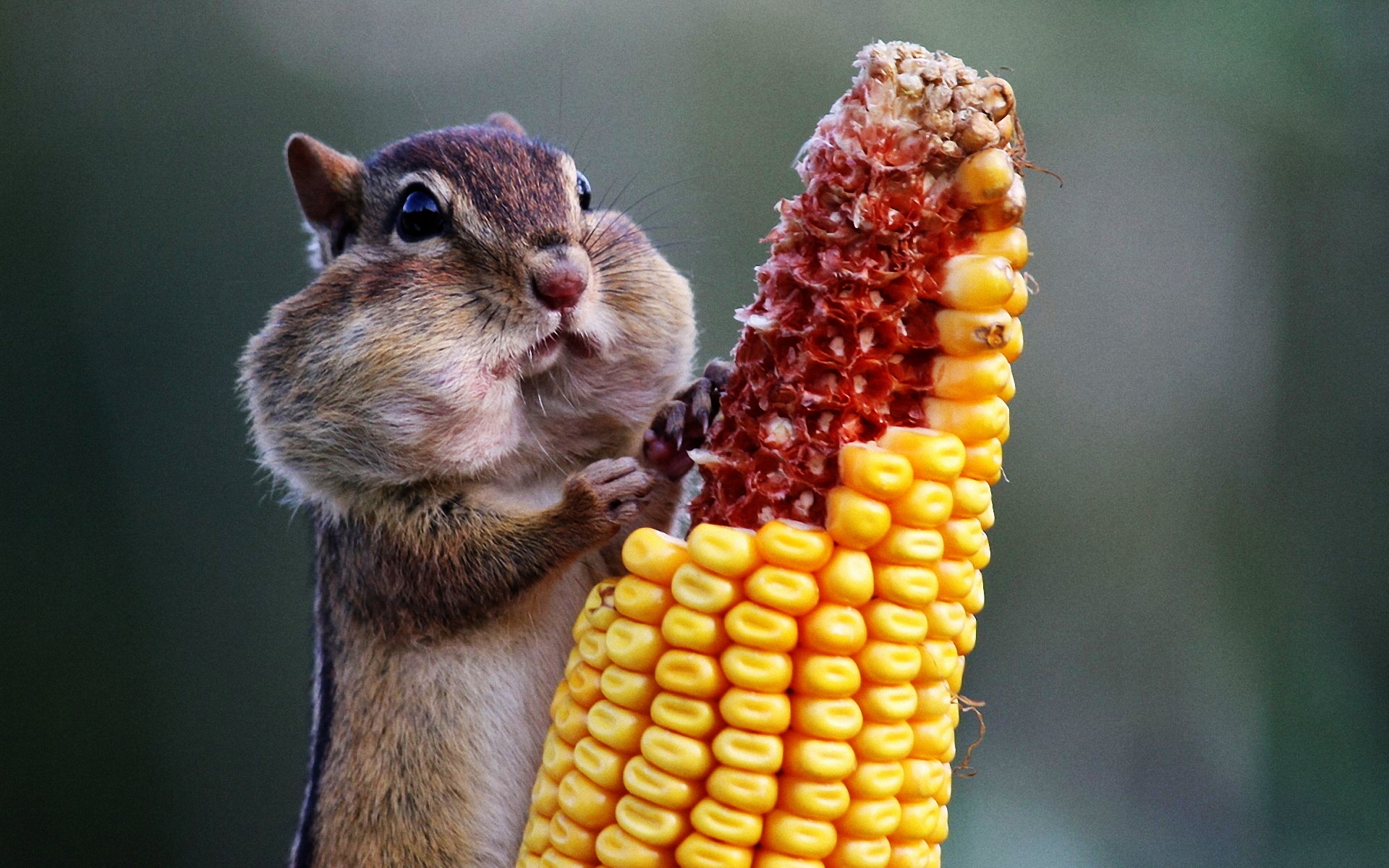 chipmunk, Eating, Corn Wallpaper