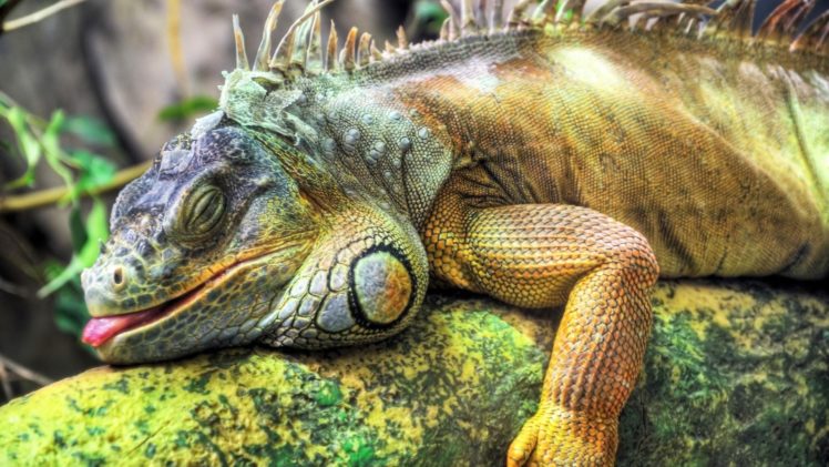 reptiles, Iguana HD Wallpaper Desktop Background