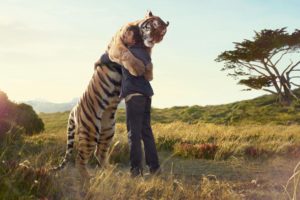 friends,  , Calvin, Hobbes, Hugs, Sun, Animals, Tiger