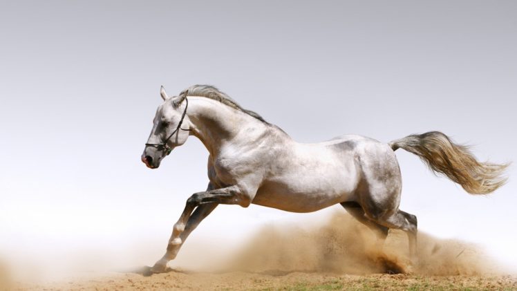 animals,  , Arabian, Horse HD Wallpaper Desktop Background