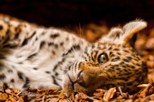 sleeping, Leopard