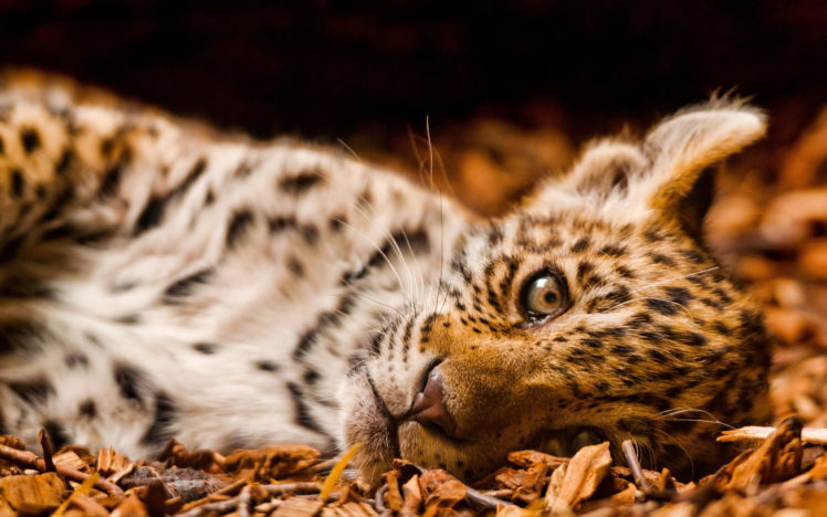 sleeping, Leopard HD Wallpaper Desktop Background