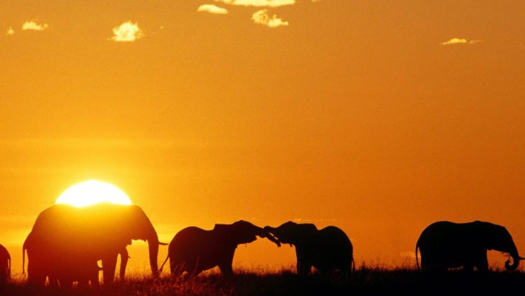 mara, Elephants, African, Africa, Kenya HD Wallpaper Desktop Background