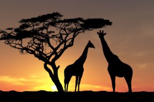sunset, Shadows, Animals, Fauna, Giraffes, African, Wood, Yellow brown, Background, Landscapes, Nature, Wild