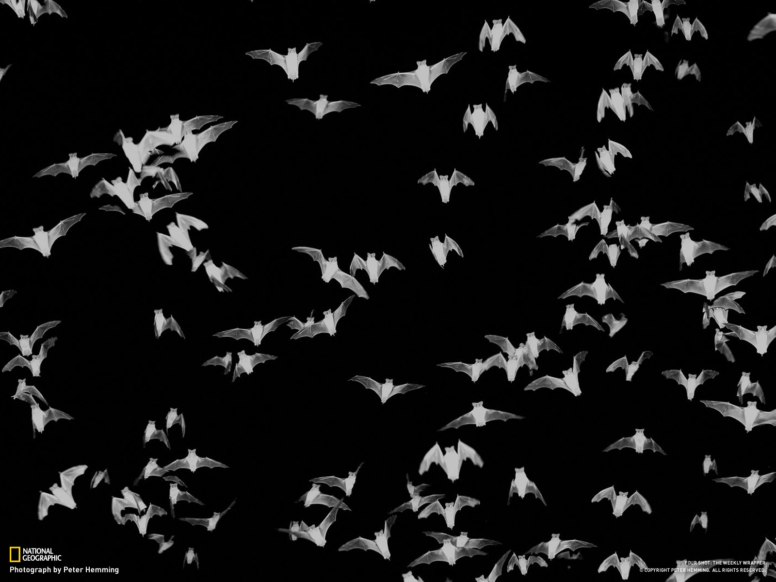 bats, Bw, Black Wallpaper
