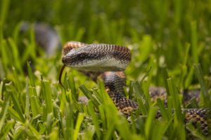 close up, Snakes, Macro, Snakes, Grass
