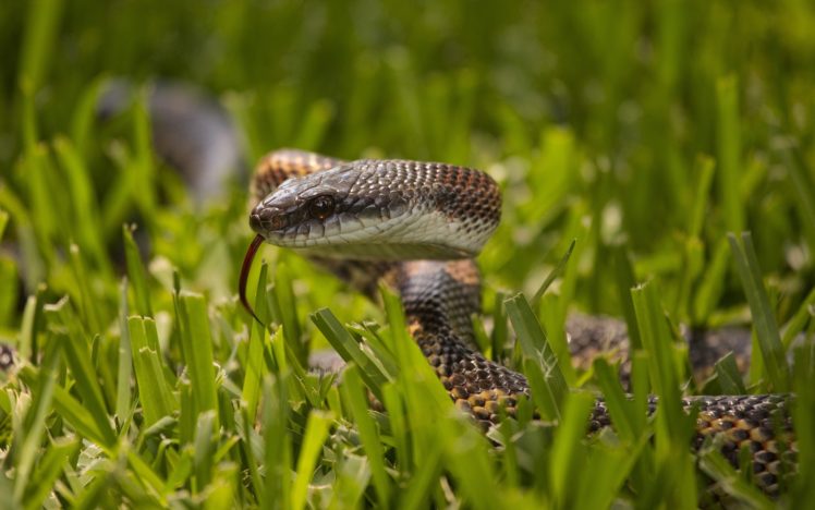 close up, Snakes, Macro, Snakes, Grass HD Wallpaper Desktop Background