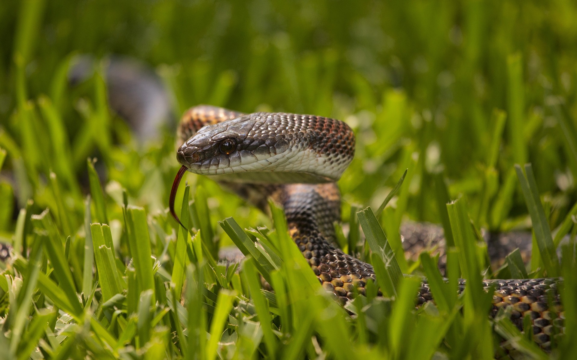 close up, Snakes, Macro, Snakes, Grass Wallpaper