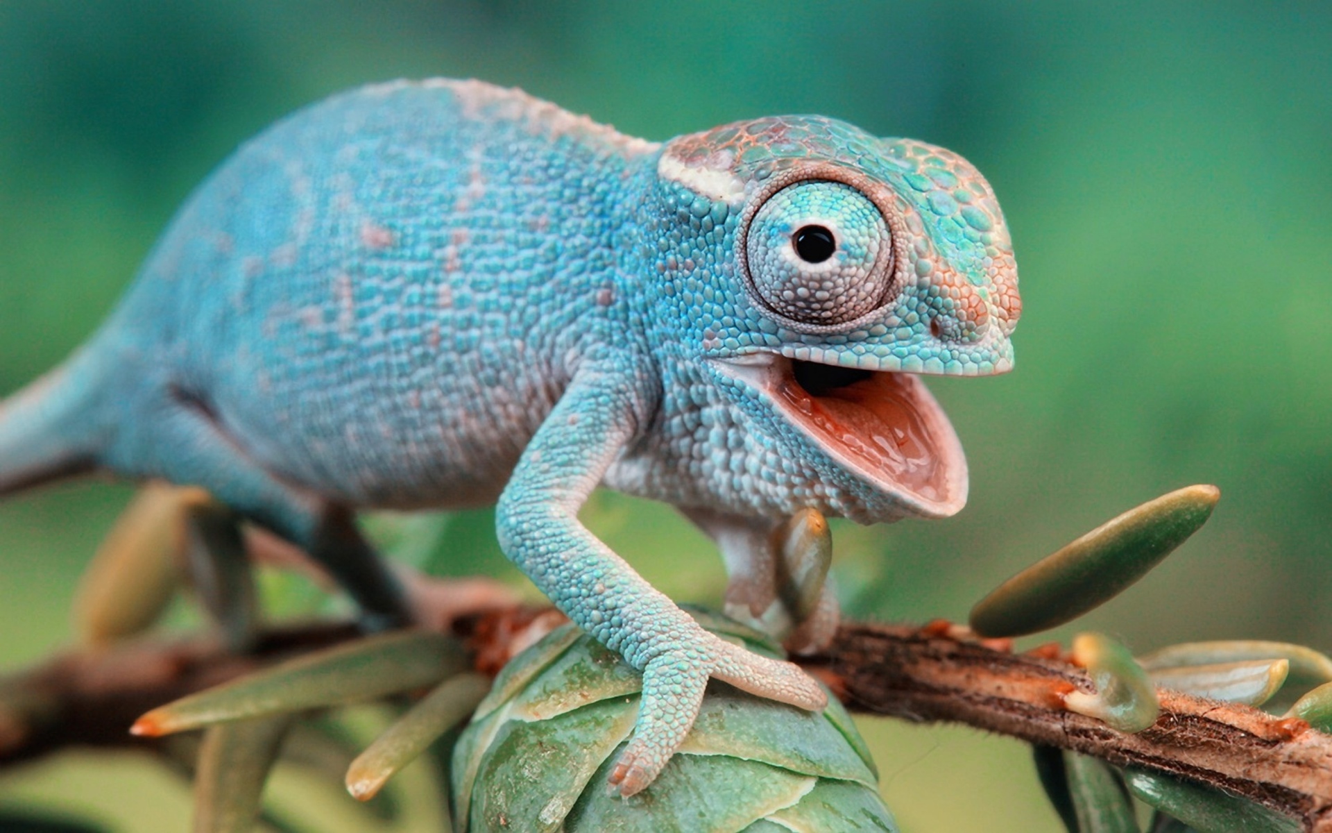 chameleon, Eyes Wallpaper