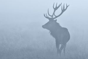 elk, Mist, Fog