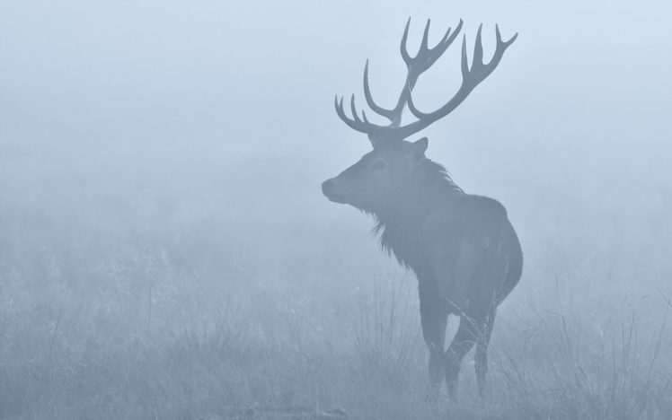 elk, Mist, Fog HD Wallpaper Desktop Background