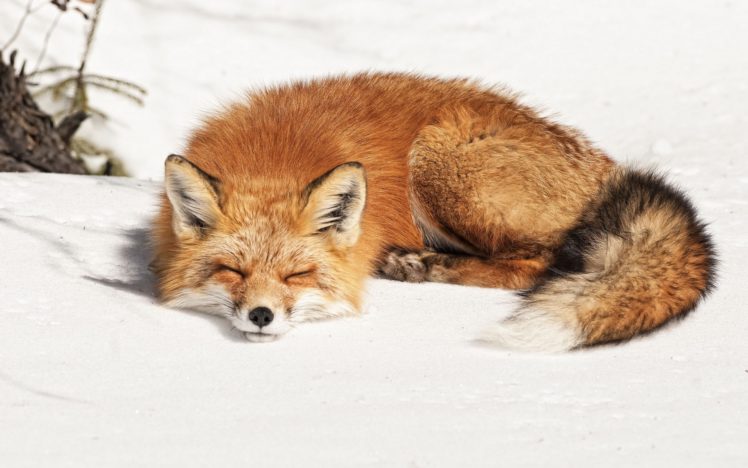 fox, Sleep HD Wallpaper Desktop Background