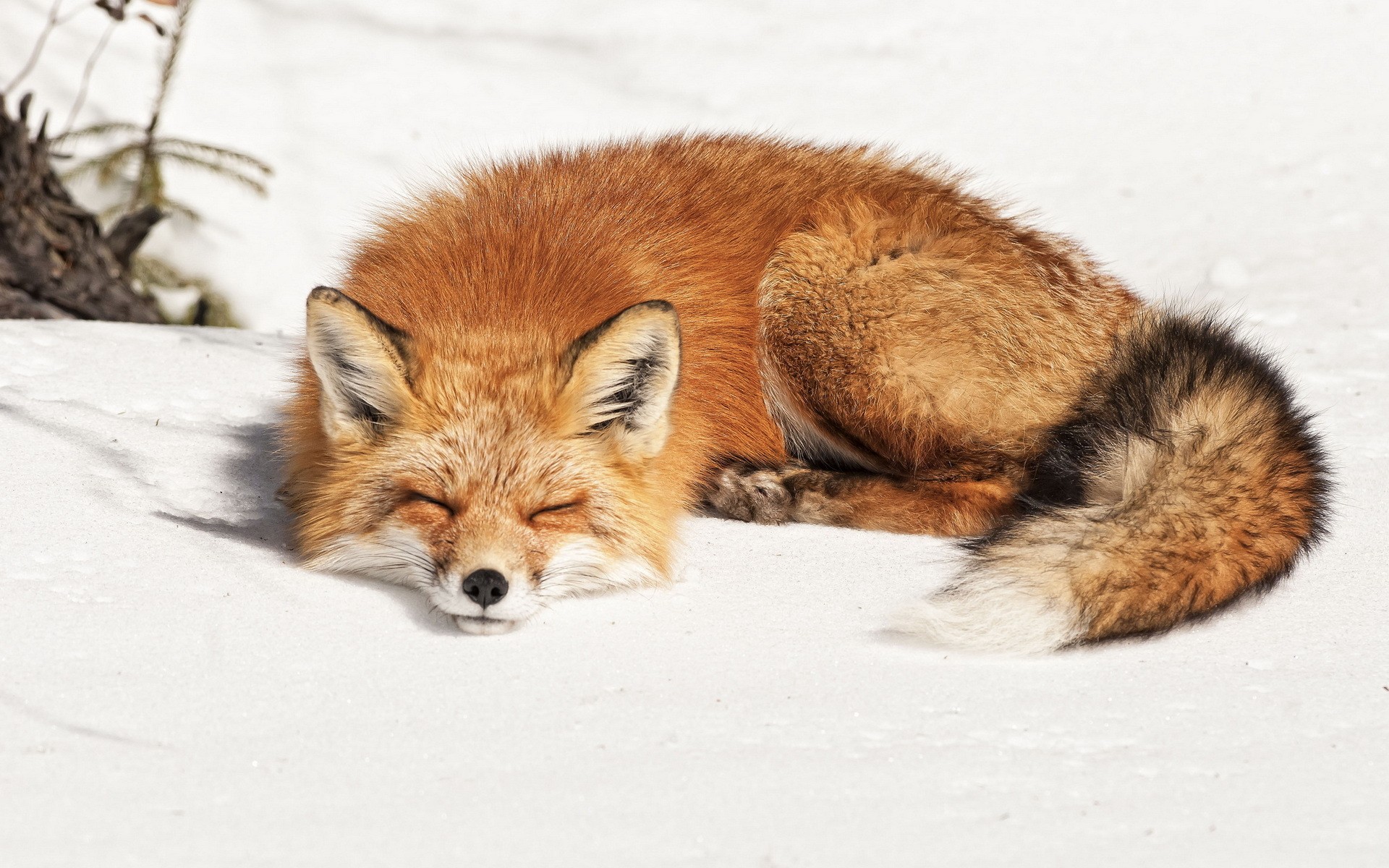 Fox Sleep Wallpapers HD Desktop And Mobile Backgrounds