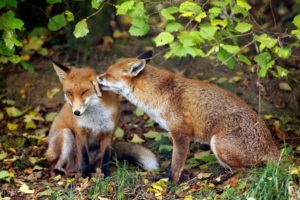 foxes, Animals