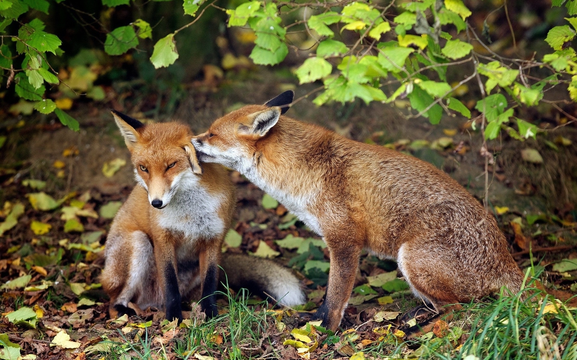 foxes, Animals Wallpaper