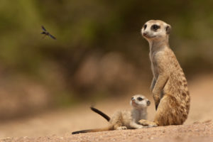 meerkats, Family, Watching, Insect
