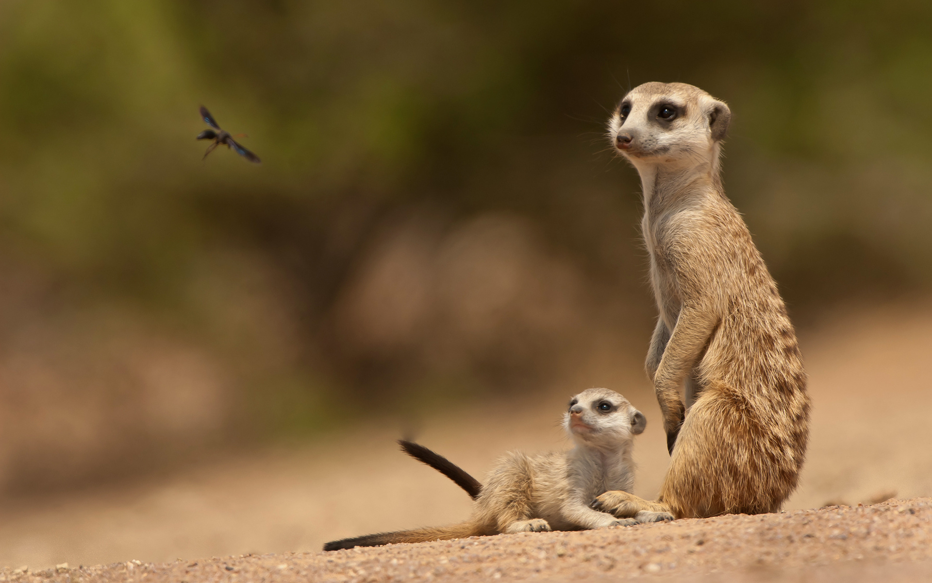 meerkats, Family, Watching, Insect Wallpaper