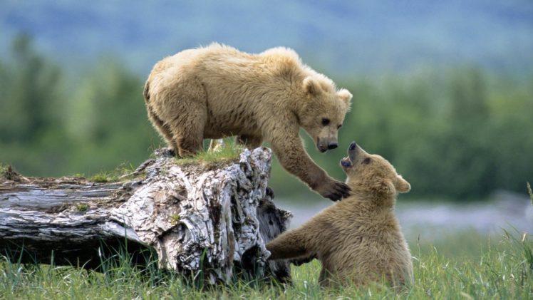 bears, Bears, Playing HD Wallpaper Desktop Background