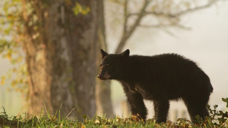 black, Bear HD Wallpaper Desktop Background