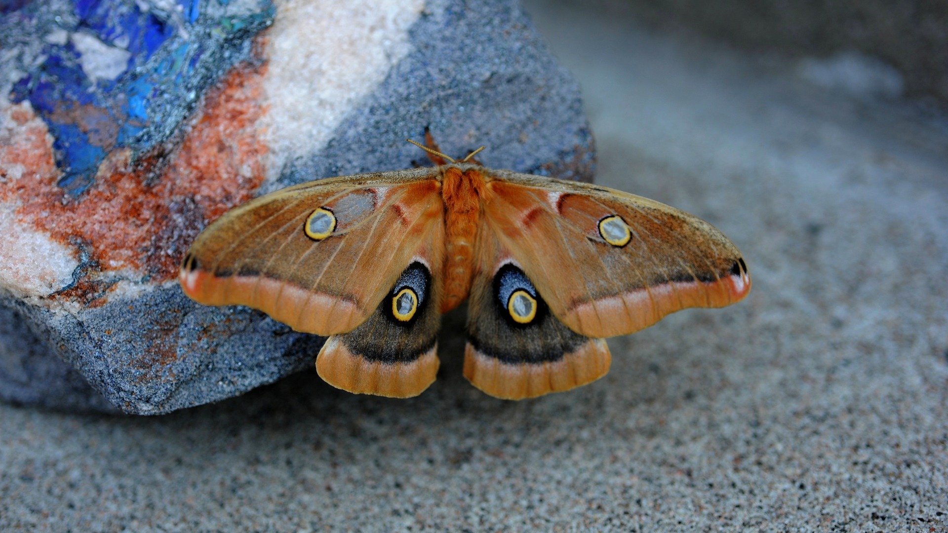 butterfly Wallpaper