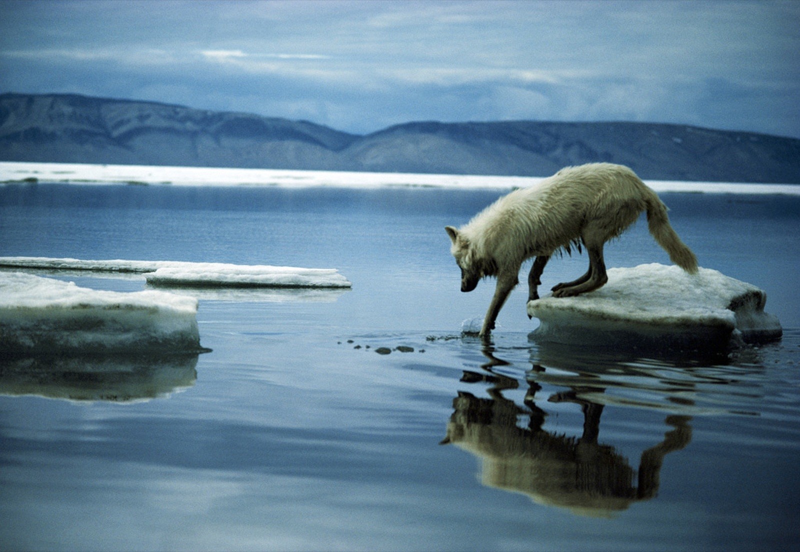 national, Geographic, Arctic, Fox, Foxes Wallpaper