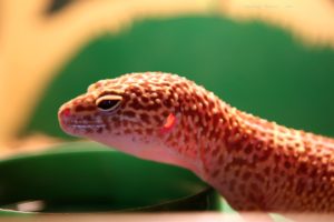 gecko, Transparent, Ears, Lizard, Reptile