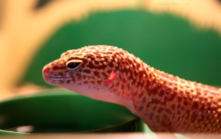 gecko, Transparent, Ears, Lizard, Reptile HD Wallpaper Desktop Background