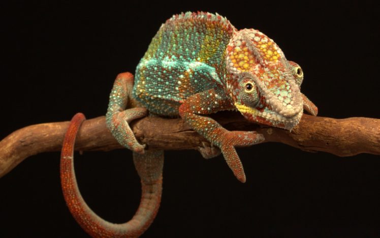 lizard, Reptile HD Wallpaper Desktop Background